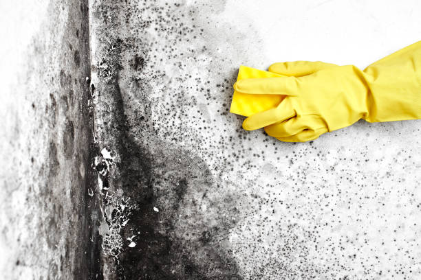 Best Residential Mold Remediation in Browns Point, WA