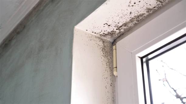 Best Black Mold Remediation in Browns Point, WA