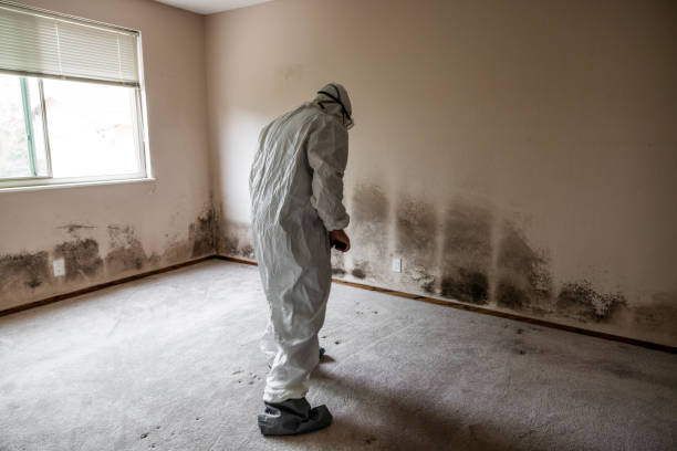 Best Residential Mold Remediation in Browns Point, WA